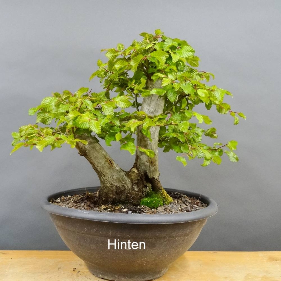 Carpinus Hainbuche Weissbuche